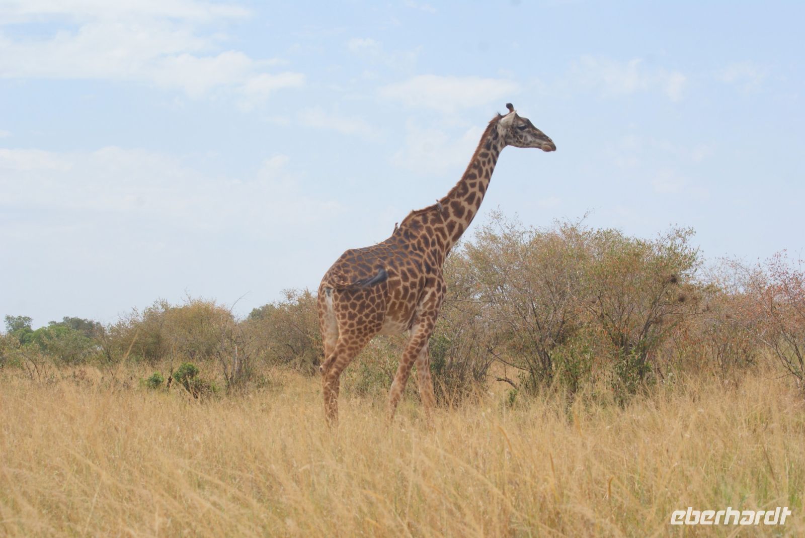 176 Giraffe