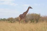 176 Giraffe