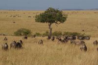 177 Masai Mara