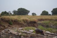 178 Hippo am Morgen