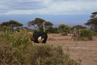 Amboseli Straußenherde