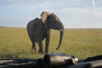 Masai Mara Elefant