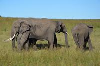 Masai Mara Elefanten