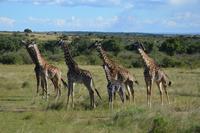 masai mara Giraffen