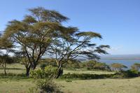 Naivasha See