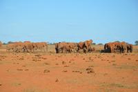 Tsavo ost rote elefanten