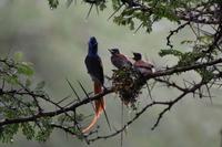 Nakuru paradies Fliegenschnäpper