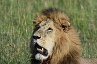 Masai mar Löwenkater