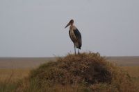 182 Marabu