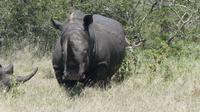 Solio Reservat Breitmaulnashorn