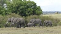 Masai Mara
