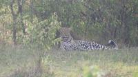 Leopard in der Masai Mara