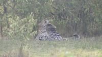 Leopard in der Masai Mara
