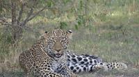 Leopard in der Masai Mara