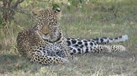 Leopard in der Masai Mara