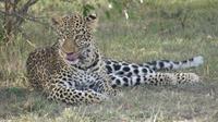 Leopard in der Masai Mara