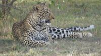 Leopard in der Masai Mara