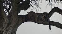 Leopard in der Masai Mara