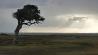 Leopard in der Masai Mara