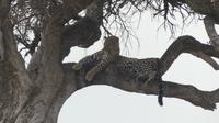Leopard in der Masai Mara