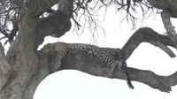 Leopard in der Masai Mara