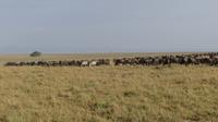 Gnuherde in der Masai Mara