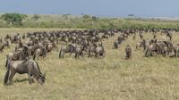 Gnuherde in der Masai Mara