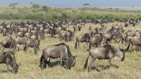 Gnuherde in der Masai Mara