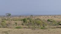 Gnuherde in der Masai Mara