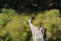 Bootstour Lake Naivasha