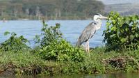 Bootstour Lake Naivasha Graureiher