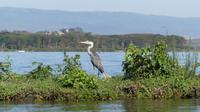 Bootstour Lake Naivasha Graureiher