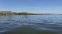 Bootstour Lake Naivasha Fischadler