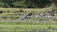 Bootstour Lake Naivasha Goliathreiher