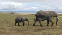 Amboseli Nationalpark