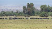 Amboseli Nationalpark