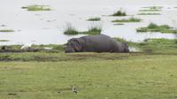 Amboseli Nationalpark