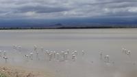Flamingos im Amboseli NP