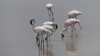 Flamingos im Amboseli NP