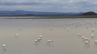 Flamingos im Amboseli NP