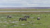 Amboseli Nationalpark nach dem Regen des Vortages