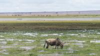 Amboseli Nationalpark nach dem Regen des Vortages