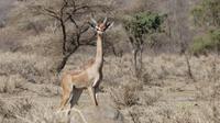 Giraffengazelle (Gerenuk)