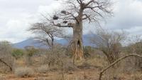 Tsavo West Baobab mit Decken-Toko