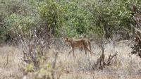 Tsavo Ost Gepard
