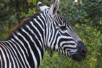 187 Zebra