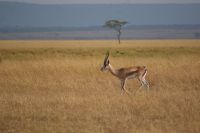188 Grandgazelle