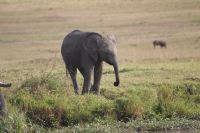 190 Masai Mara
