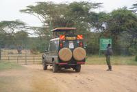 Safari im Solio Reservat (2)