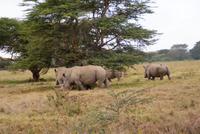 Breitmaulnashörner (2)